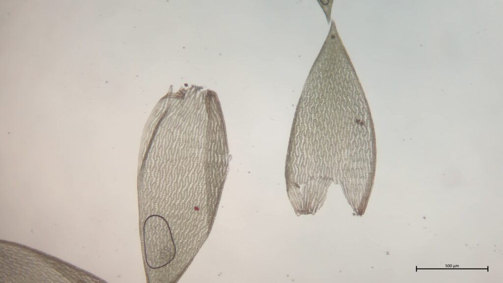 Astblatt von Sphagnum flexuosum