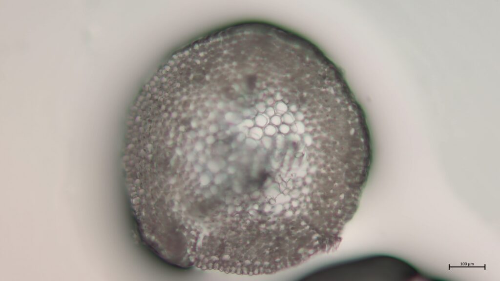 Stammquerschnitt von Sphagnum flexuosum