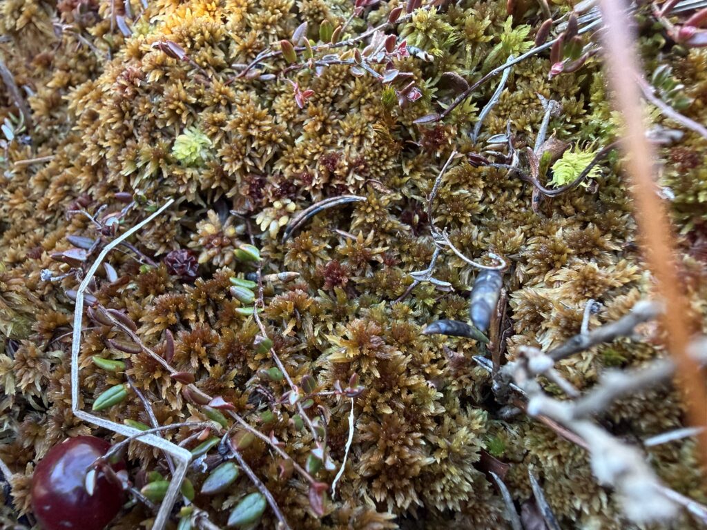 Sphagnum fuscum im Oberharz