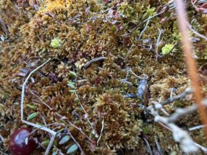 Sphagnum fuscum