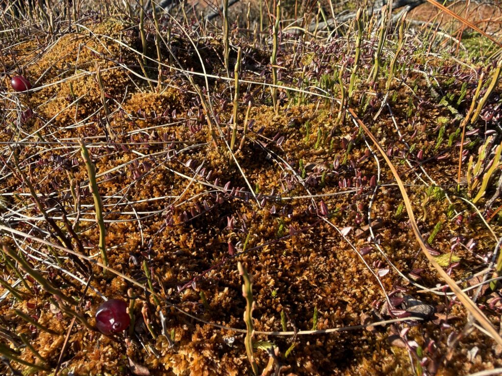 Sphagnum fuscum im Oberharz