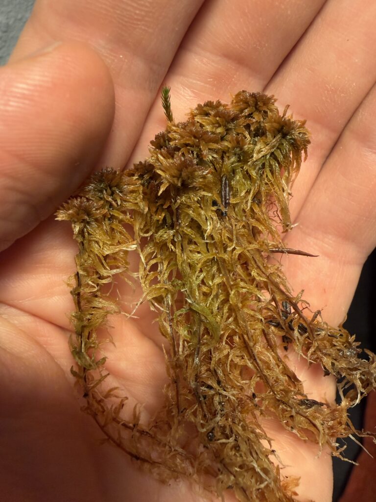 Sphagnum fuscum