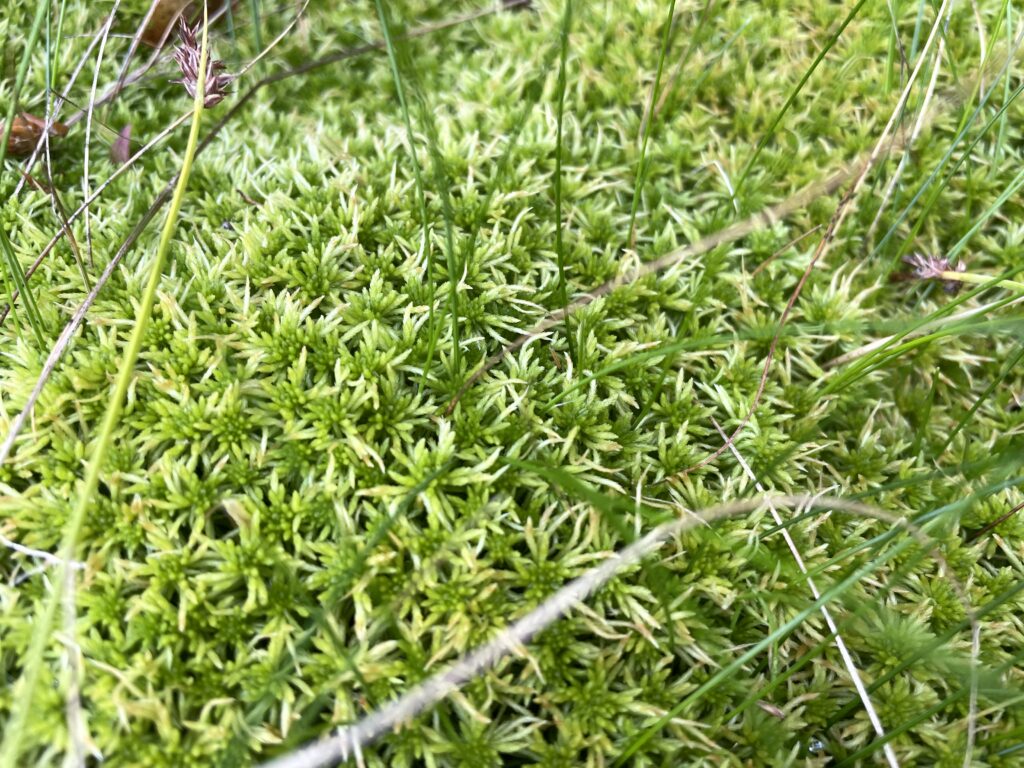Sphagnum girgensohnii
