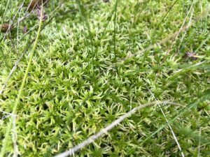 Sphagnum girgensohnii