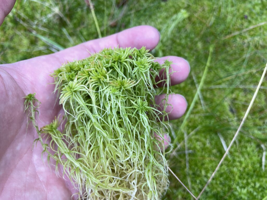 Sphagnum girgensohnii