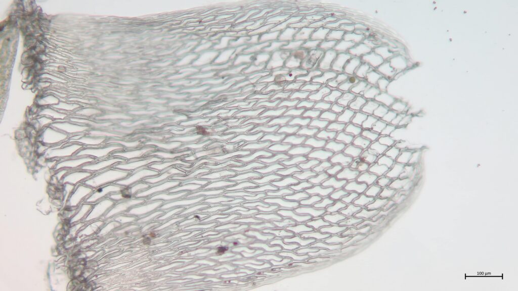 Stammblatt von Sphagnum girgensohnii