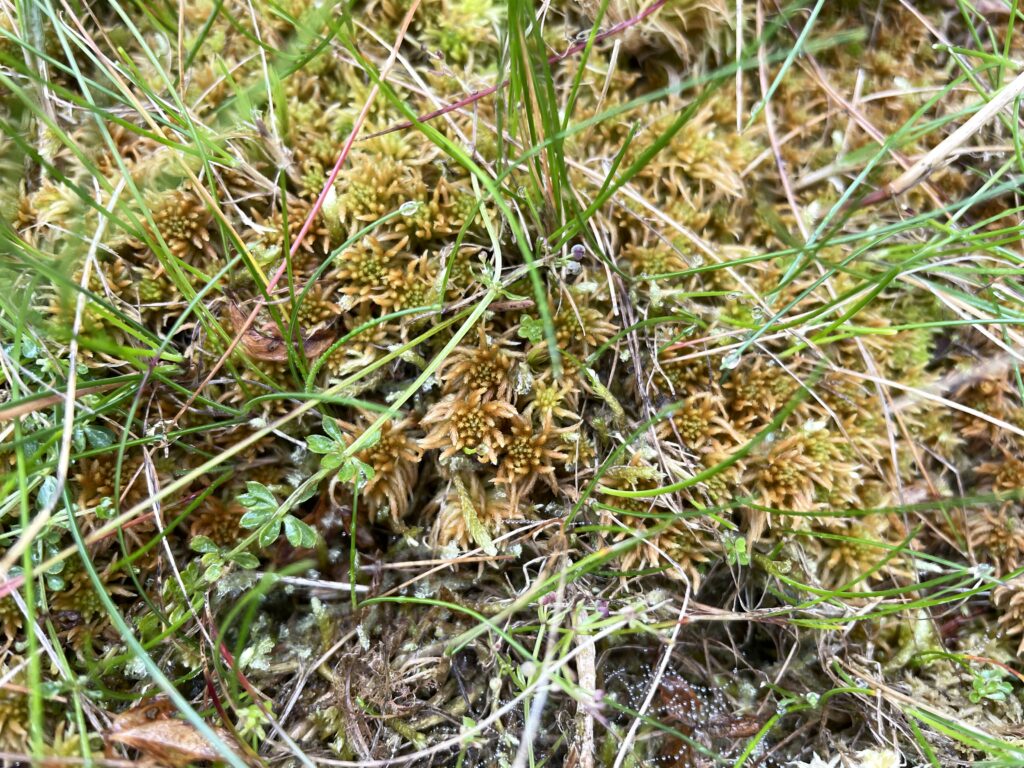 Sphagnum girgensohnii