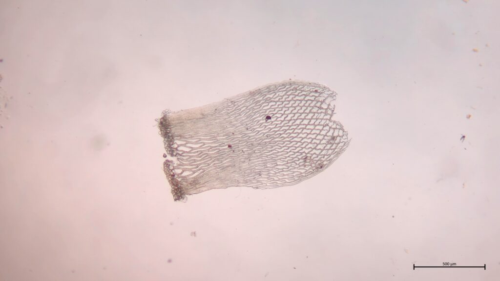 Stammblatt von Sphagnum girgensohnii