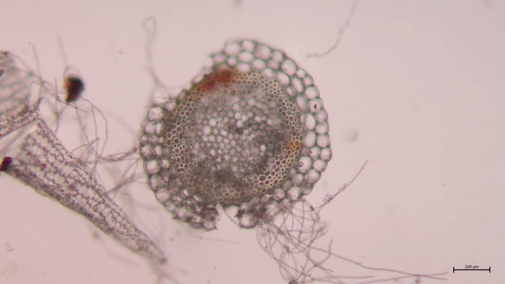 Stammquerschnitt von Sphagnum girgensohnii