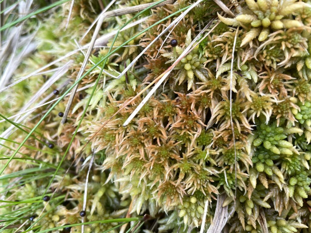 Sphagnum girgensohnii