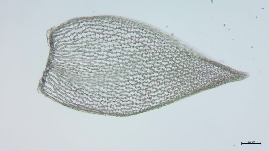 Astblatt von Sphagnum girgensohnii