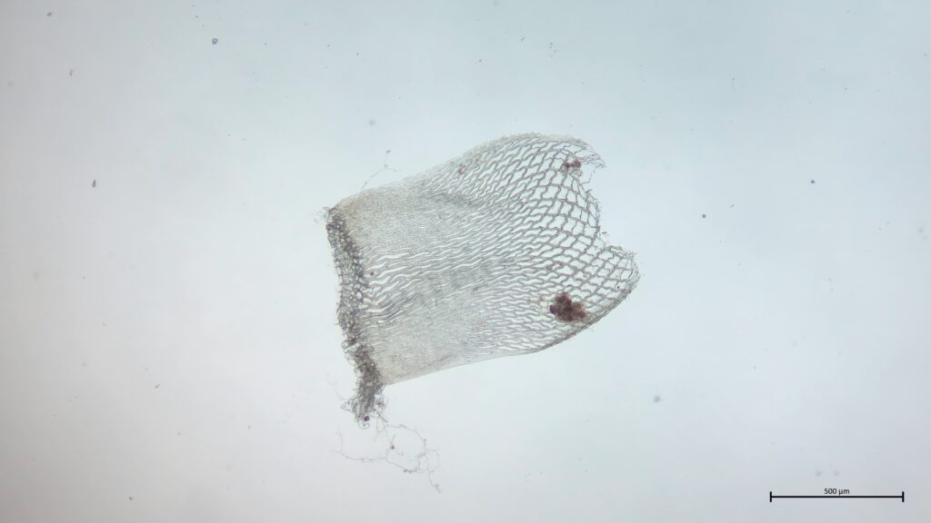 Stammblatt von Sphagnum girgensohnii