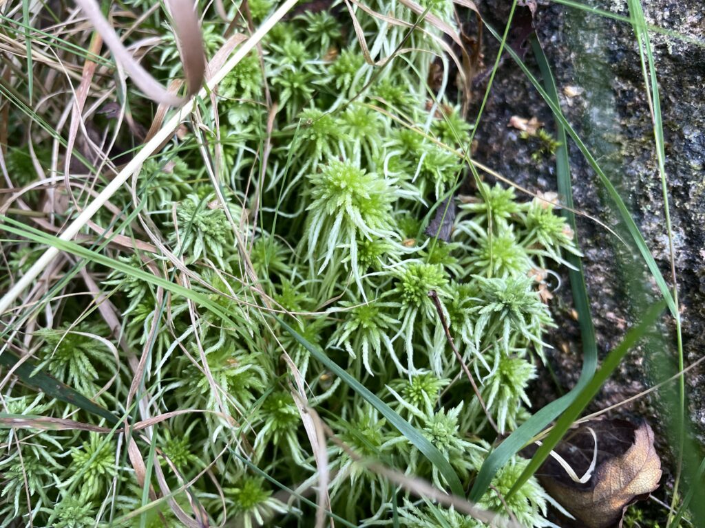 Sphagnum girgensohnii