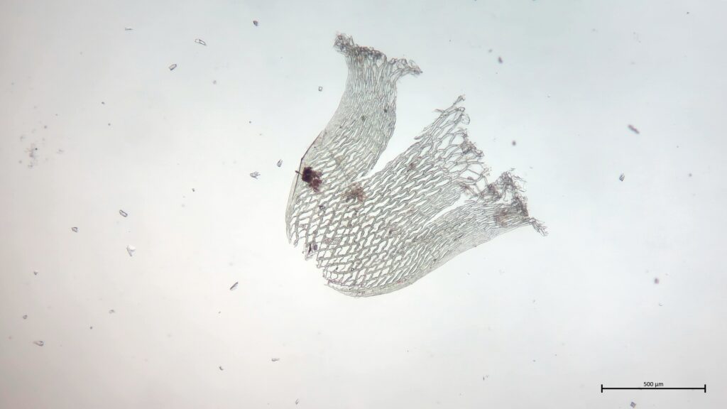 Stammblatt von Sphagnum girgensohnii