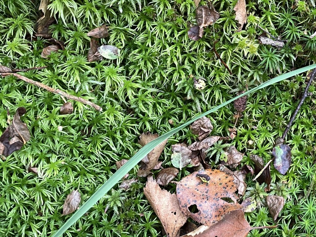 Sphagnum girgensohnii