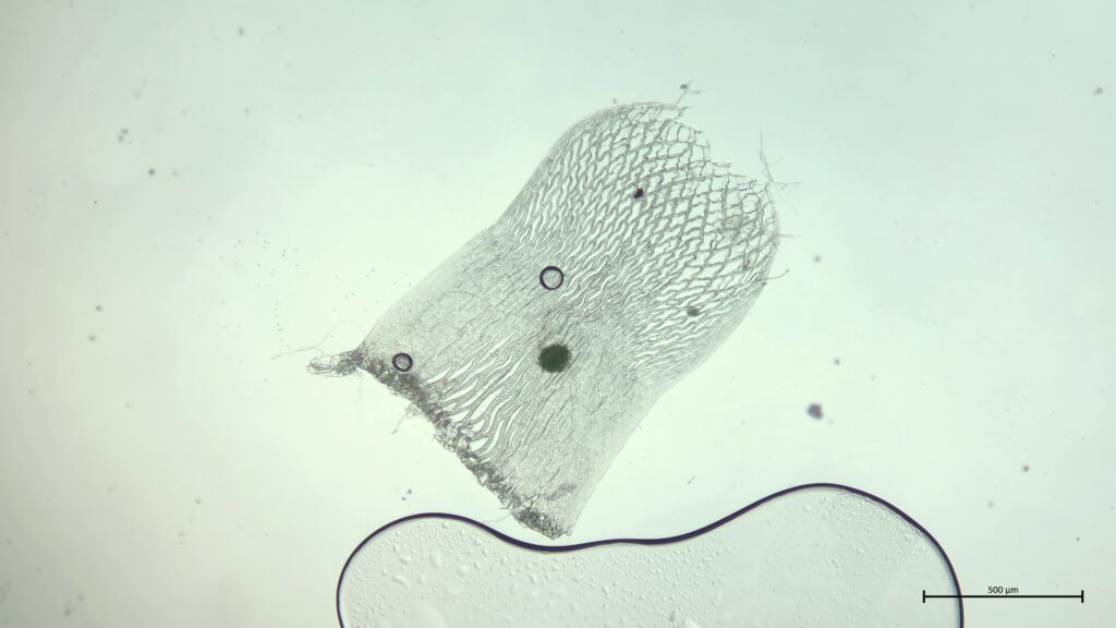 Stammblatt von Sphagnum girgensohnii