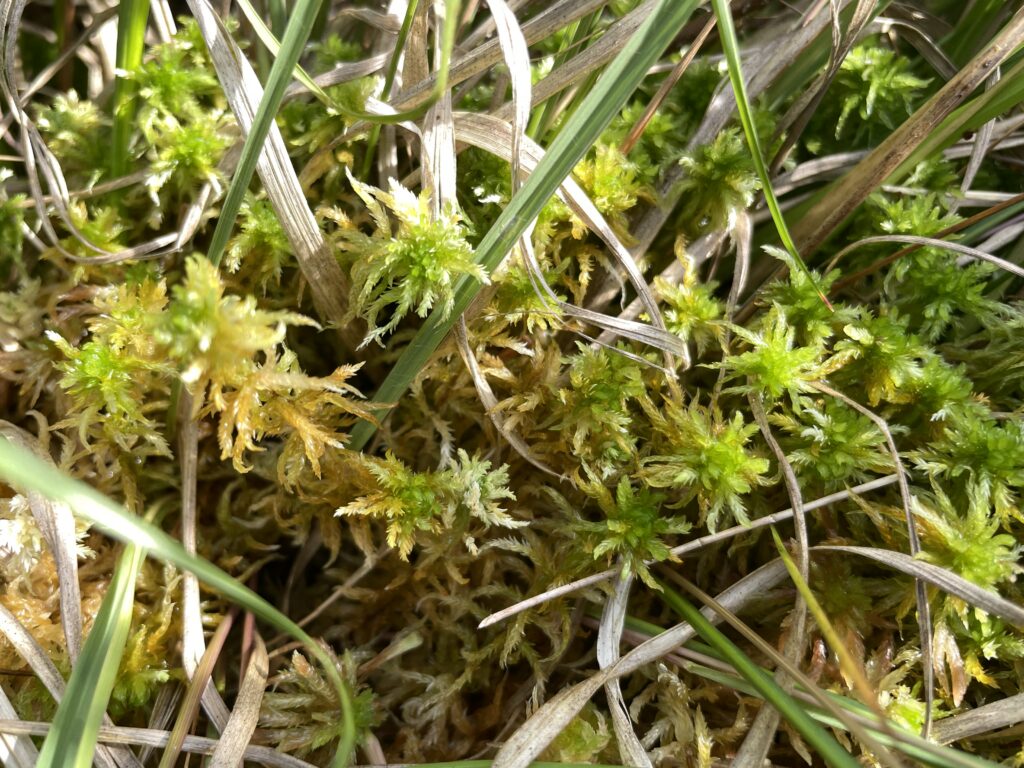 Sphagnum inundatum
