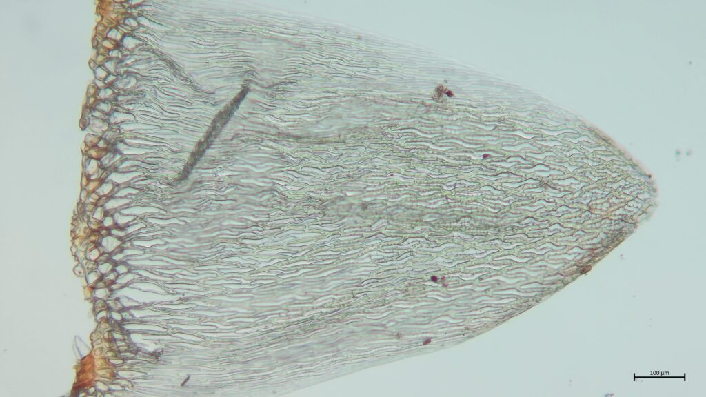 Stammblatt von Sphagnum inundatum