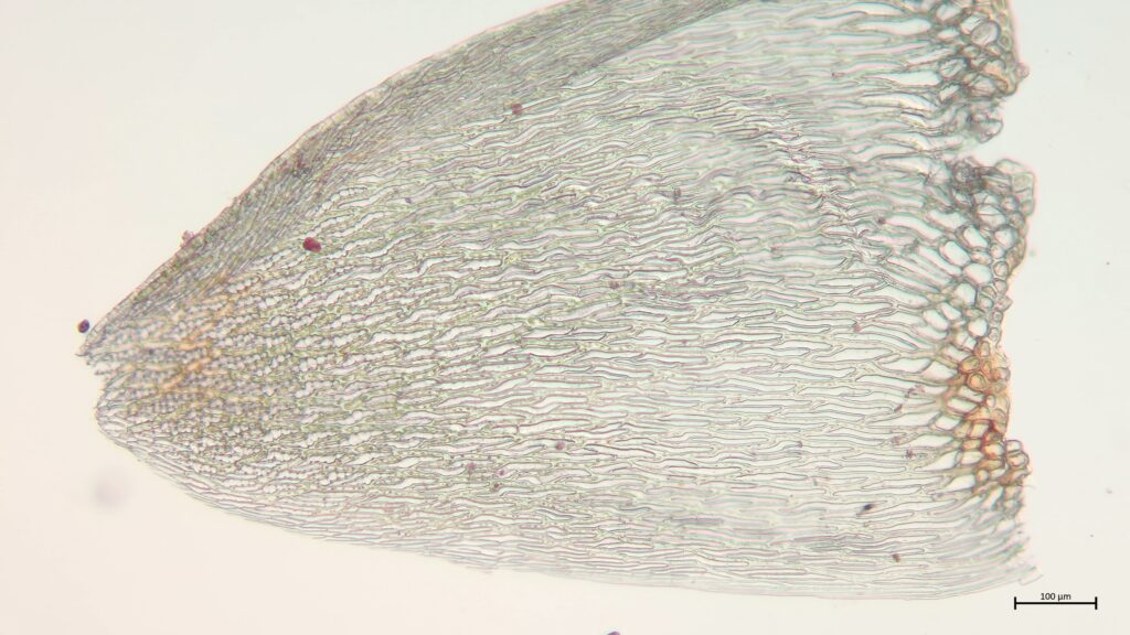 Stammblatt von Sphagnum inundatum