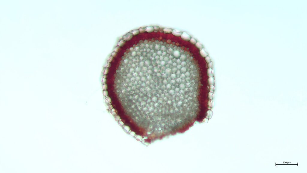 Stammquerschnitt von Sphagnum inundatum