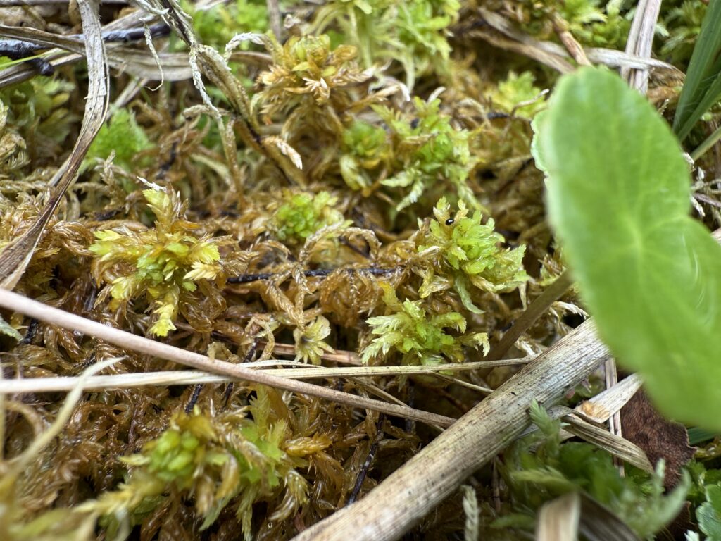 Sphagnum inundatum