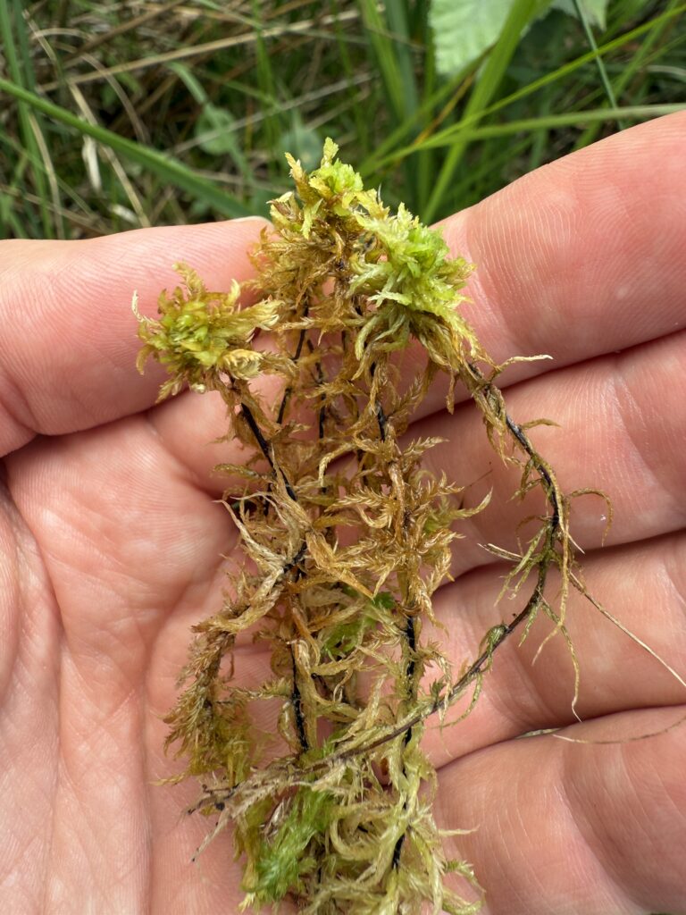 Sphagnum inundatum