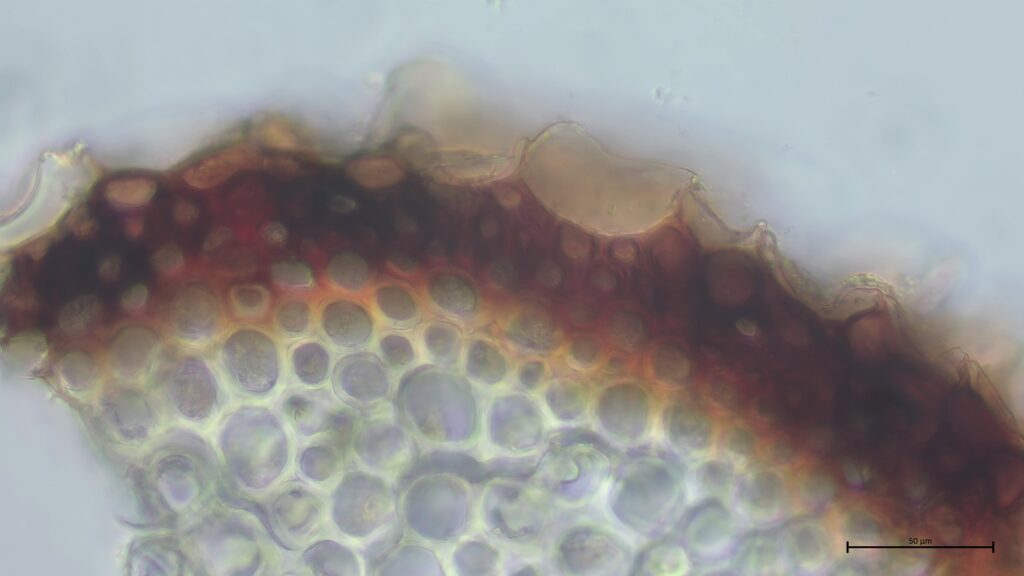 Stammquerschnitt von Sphagnum inundatum