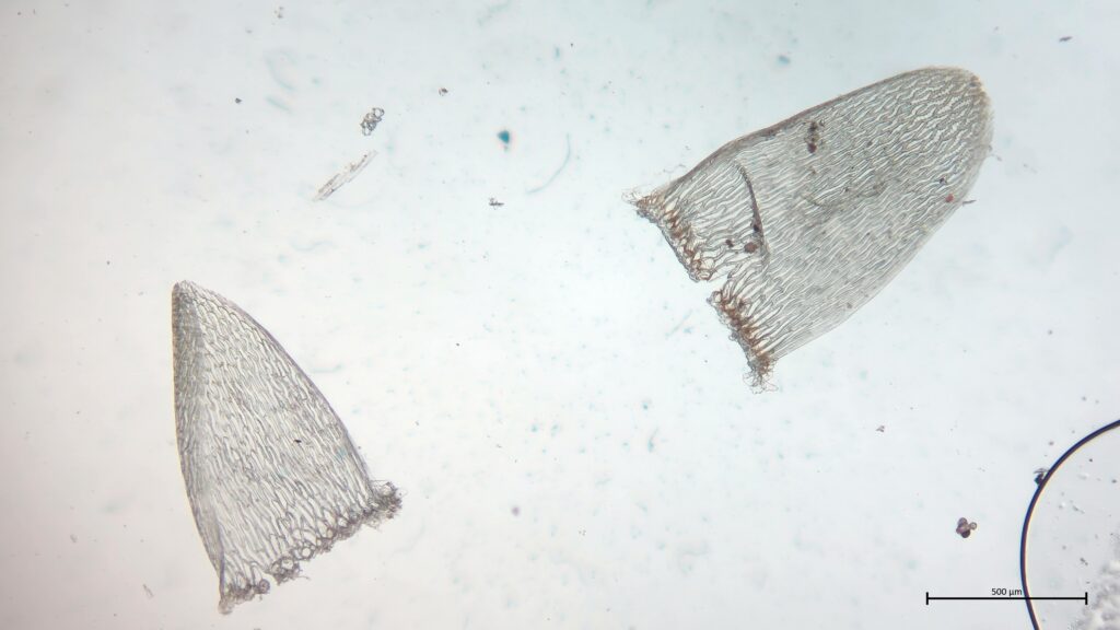 Stammblatt von Sphagnum inundatum