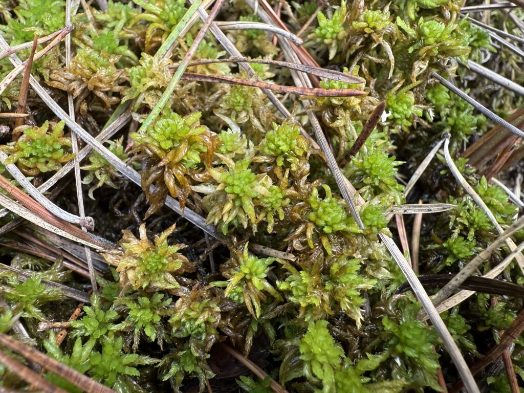 Sphagnum inundatum
