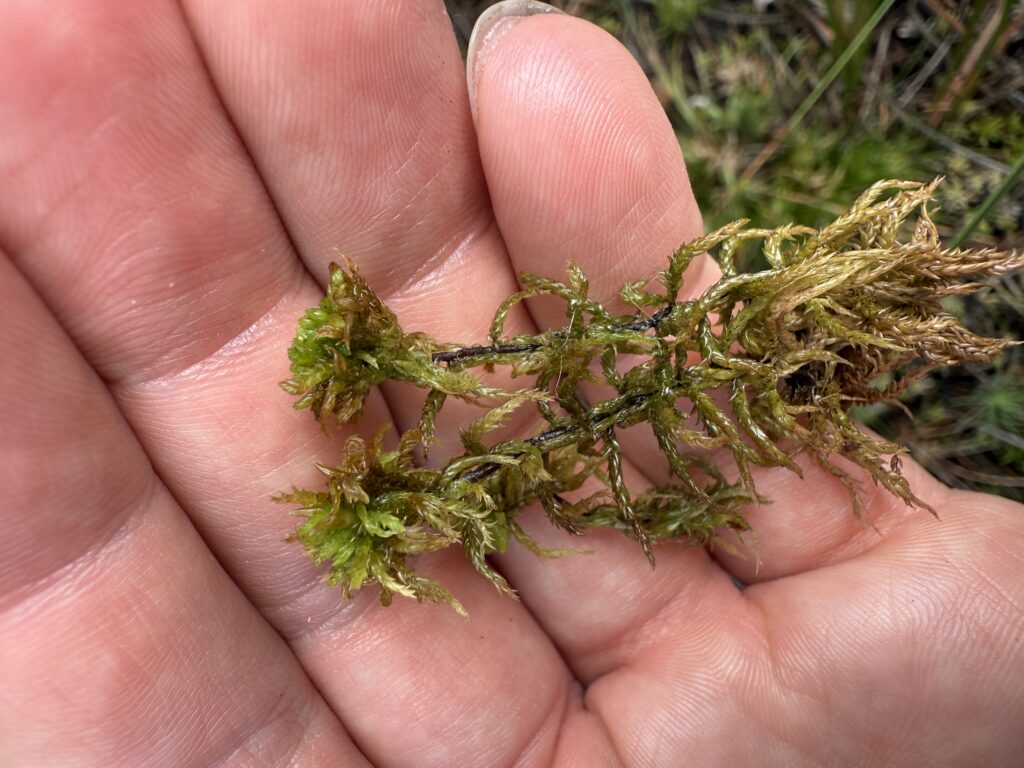 Sphagnum inundatum