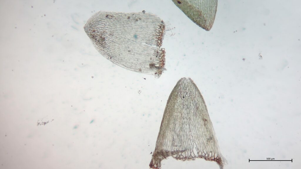 Stammblatt von Sphagnum inundatum