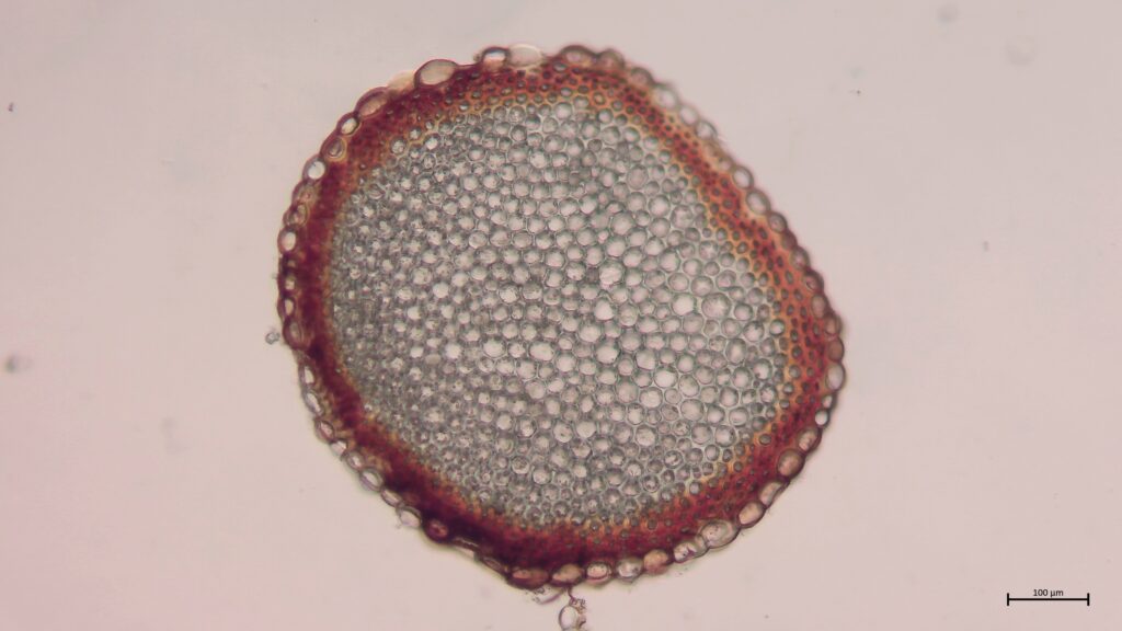 Stammquerschnitt von Sphagnum inundatum