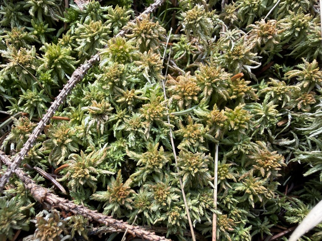 Sphagnum inundatum