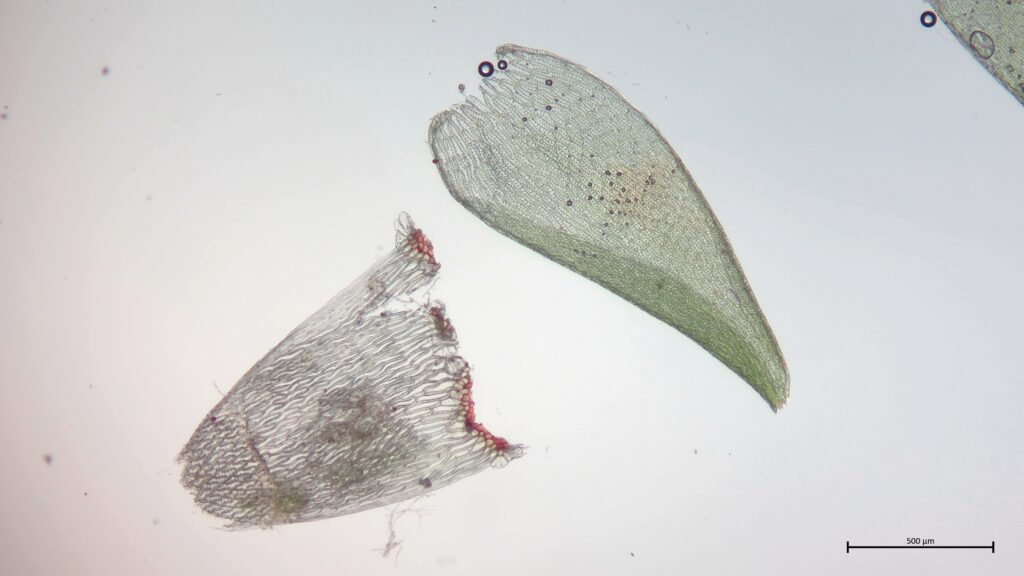 Ast- und Stammblatt von Sphagnum inundatum