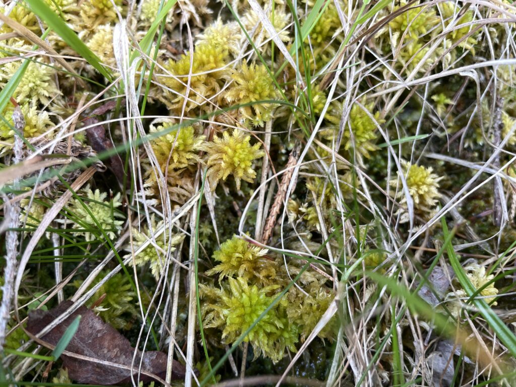 Sphagnum inundatum