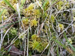 Sphagnum inundatum