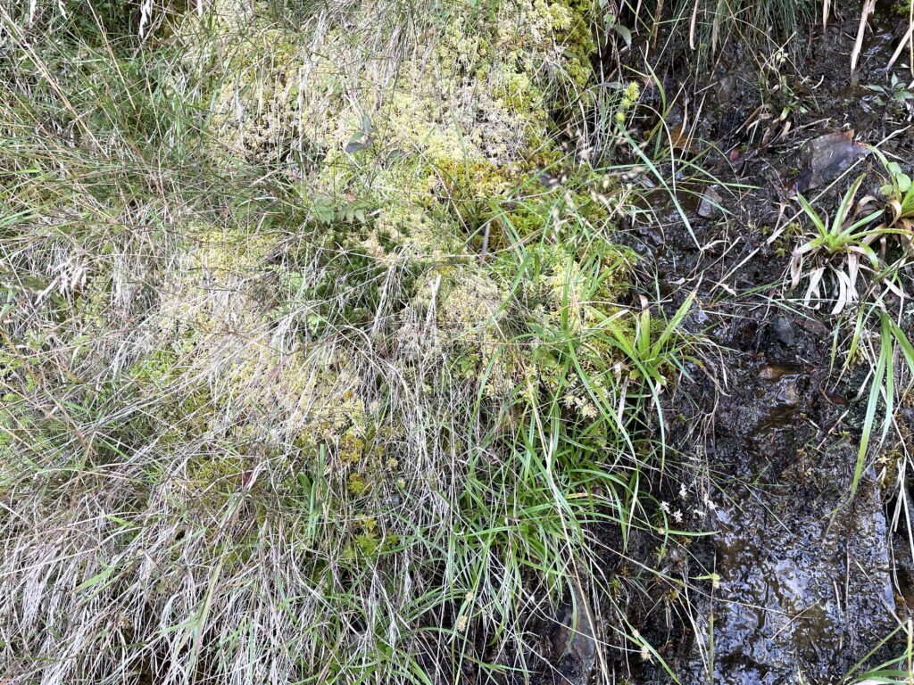 Sphagnum inundatum