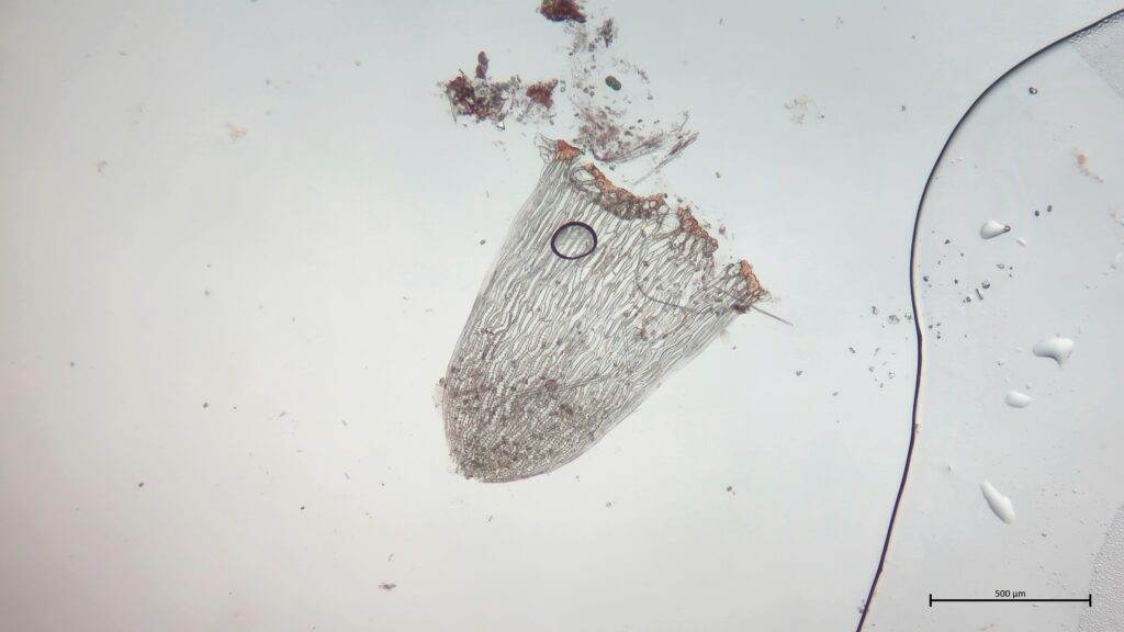 Stammblatt von Sphagnum inundatum