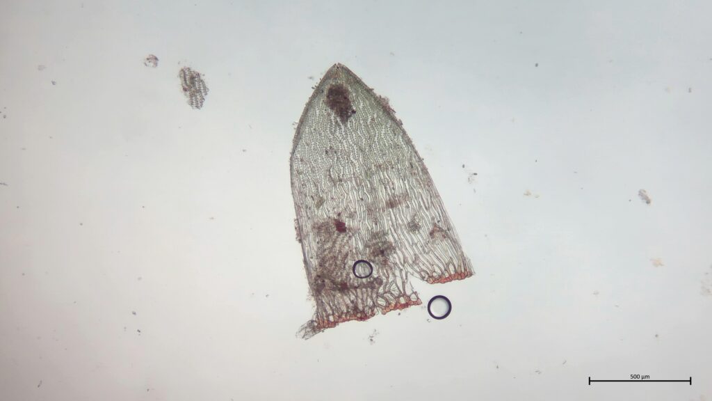Stammblatt von Sphagnum inundatum