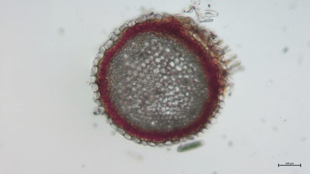 Stammquerschnitt von Sphagnum inundatum