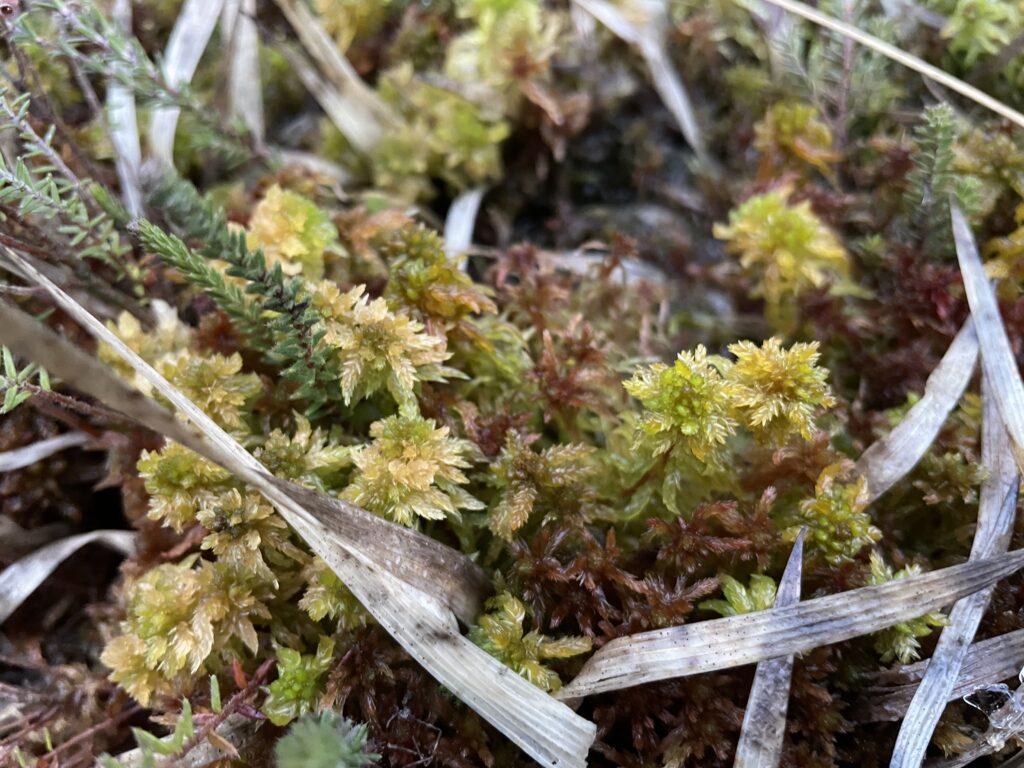 Sphagnum inundatum
