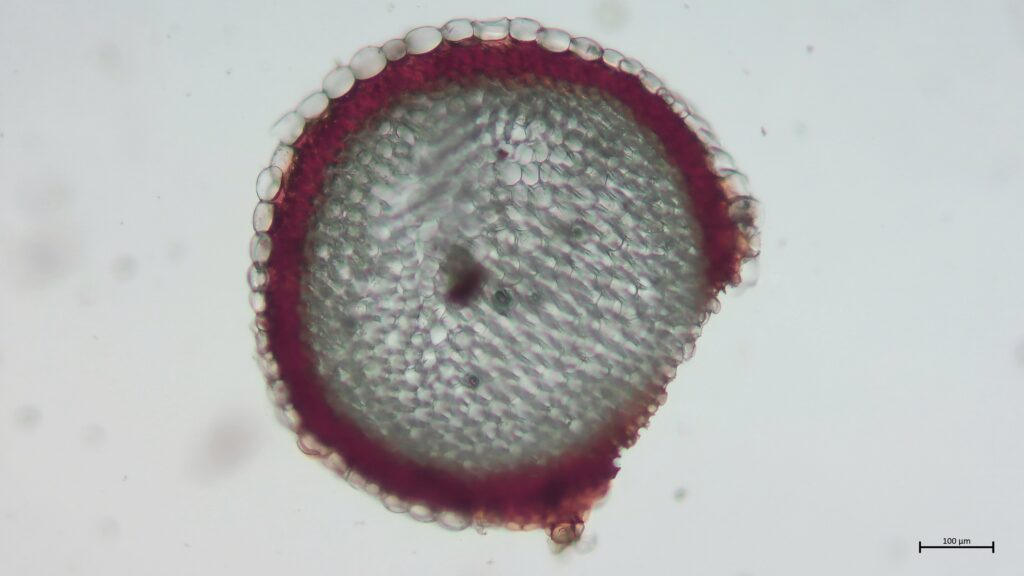 Stammquerschnitt von Sphagnum inundatum