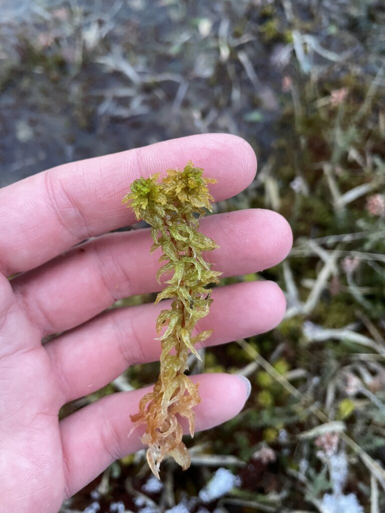Sphagnum inundatum