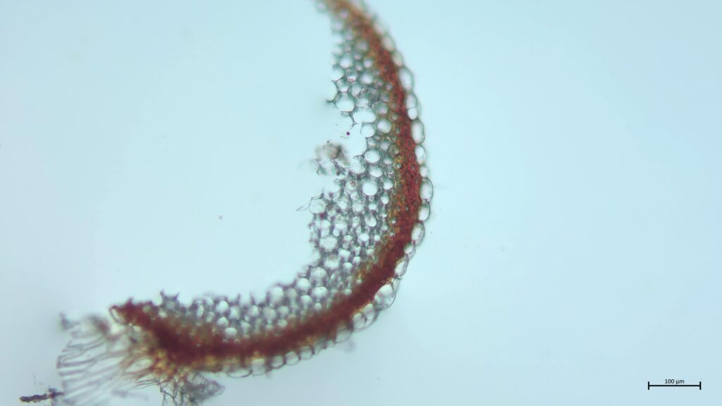 Stammquerschnitt von Sphagnum inundatum