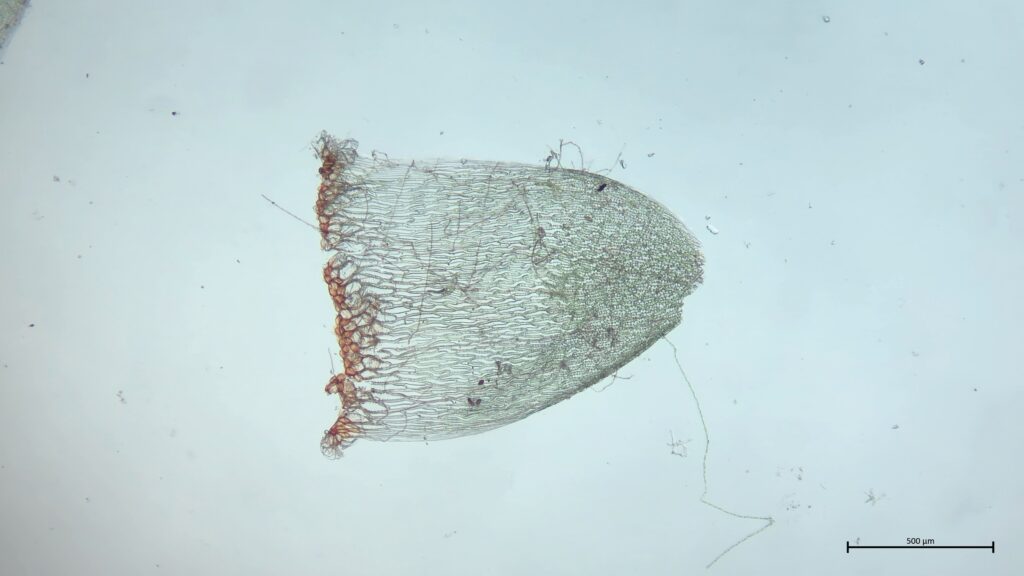 Stammblatt von Sphagnum inundatum
