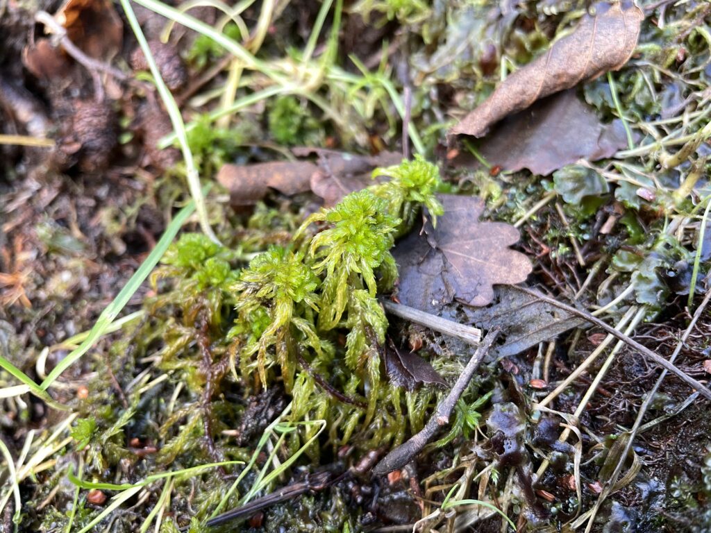 Sphagnum inundatum