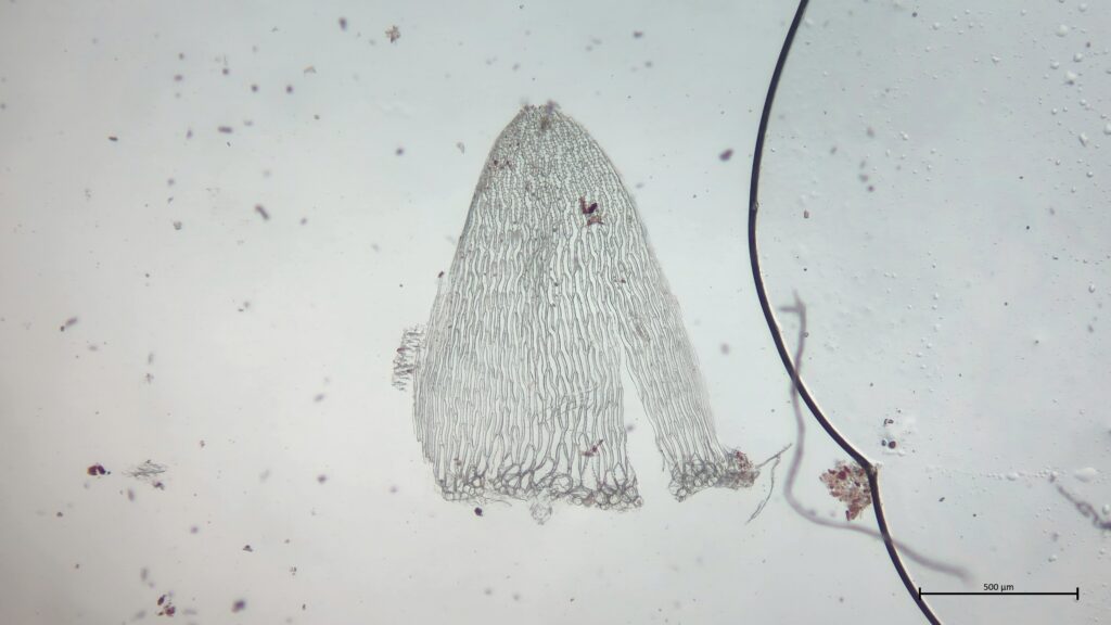 Stammblatt von Sphagnum inundatum
