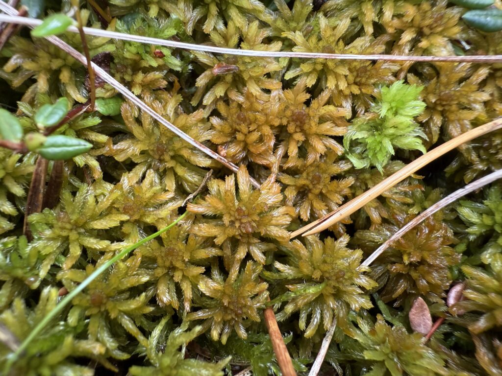 Sphagnum lindbergii bei Hannover