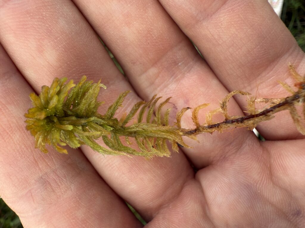Sphagnum lindbergii