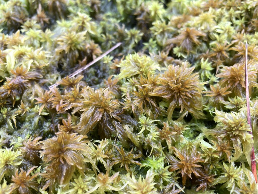 Sphagnum majus bei Hannover